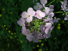 位圖 寫實(shí)花卉 植物 花朵 小桃花 免費(fèi)素材