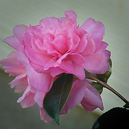 位圖 植物攝影 寫實(shí)花卉 花朵 數(shù)碼照片 免費(fèi)素材