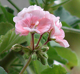 位圖 植物攝影 寫實(shí)花卉 花朵 數(shù)碼照片 免費(fèi)素材