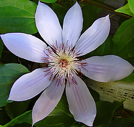位圖 植物攝影 寫實(shí)花卉 花朵 數(shù)碼照片 免費(fèi)素材
