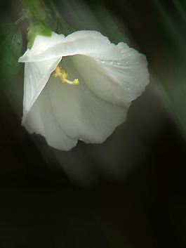 位圖 植物攝影 寫(xiě)實(shí)花卉 花朵 數(shù)碼照片 免費(fèi)素材