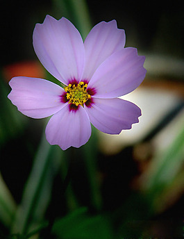 位圖 植物攝影 寫(xiě)實(shí)花卉 花朵 數(shù)碼照片 免費(fèi)素材