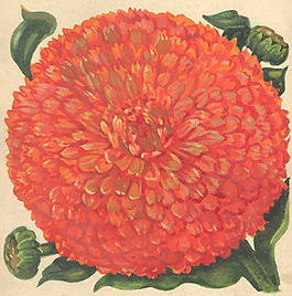 位圖 寫意花卉 植物 花朵 免費素材