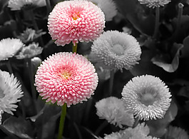 位圖 寫實花卉 植物 花朵 菊花 免費素材