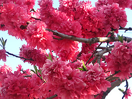 位圖 寫(xiě)實(shí)花卉 植物 花朵 野花 免費(fèi)素材