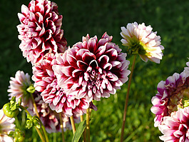 位圖 寫(xiě)實(shí)花卉 植物 花朵 野花 免費(fèi)素材