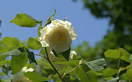 位圖 植物攝影 寫(xiě)實(shí)花卉 花朵 數(shù)碼照片 免費(fèi)素材
