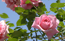 位圖 植物攝影 寫實(shí)花卉 花朵 數(shù)碼照片 免費(fèi)素材