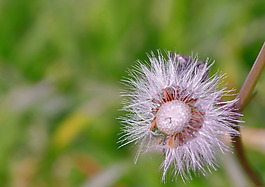 位圖 植物攝影 寫實(shí)花卉 花朵 數(shù)碼照片 免費(fèi)素材