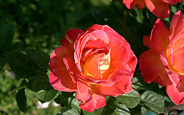位圖 植物攝影 寫(xiě)實(shí)花卉 花朵 數(shù)碼照片 免費(fèi)素材