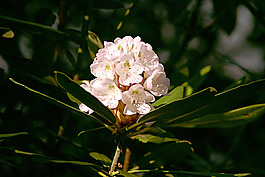 位圖 植物攝影 寫實(shí)花卉 花朵 數(shù)碼照片 免費(fèi)素材