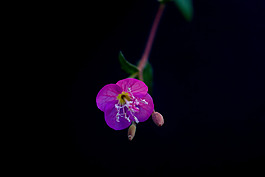 位圖 植物攝影 寫(xiě)實(shí)花卉 花朵 數(shù)碼照片 免費(fèi)素材