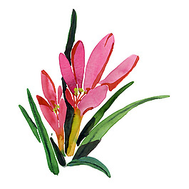 位圖 植物 寫(xiě)意花卉 花朵 免費(fèi)素材