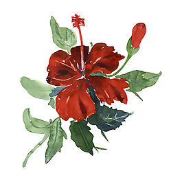 位圖 植物 寫(xiě)意花卉 花朵 免費(fèi)素材