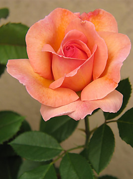 位圖 寫(xiě)實(shí)花卉 植物 花朵 玫瑰 免費(fèi)素材