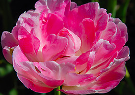 位圖 寫(xiě)實(shí)花卉 植物 花朵 牡丹 免費(fèi)素材
