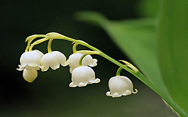 位圖 寫實(shí)花卉 植物 花朵 野花 免費(fèi)素材