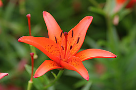 位圖 寫實(shí)花卉 植物 花朵 百合 免費(fèi)素材