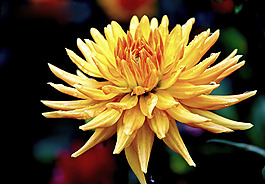 位圖 寫實(shí)花卉 植物 花朵 菊花 免費(fèi)素材