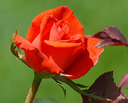 位圖 植物攝影 寫實(shí)花卉 花朵 數(shù)碼照片 免費(fèi)素材