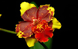 位圖 寫實(shí)花卉 植物 花朵 野花 免費(fèi)素材