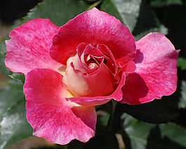 位圖 植物攝影 寫實(shí)花卉 花朵 數(shù)碼照片 免費(fèi)素材