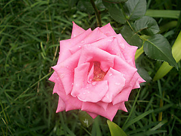 位圖 植物攝影 寫(xiě)實(shí)花卉 花朵 數(shù)碼照片 免費(fèi)素材