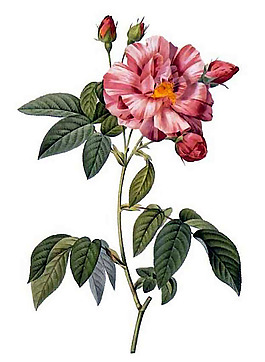 位圖 植物 寫(xiě)意花卉 花朵 免費(fèi)素材