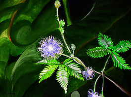 位圖 寫(xiě)意花卉 植物 花朵 免費(fèi)素材