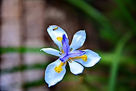 位圖 植物攝影 寫實(shí)花卉 花朵 數(shù)碼照片 免費(fèi)素材