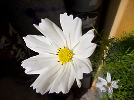 位圖 植物攝影 寫(xiě)實(shí)花卉 花朵 數(shù)碼照片 免費(fèi)素材