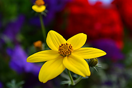 位圖 植物攝影 寫(xiě)實(shí)花卉 花朵 數(shù)碼照片 免費(fèi)素材