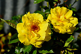 位圖 植物攝影 寫實(shí)花卉 花朵 數(shù)碼照片 免費(fèi)素材