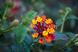 位圖 植物攝影 寫實(shí)花卉 花朵 數(shù)碼照片 免費(fèi)素材