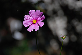 位圖 植物攝影 寫(xiě)實(shí)花卉 花朵 數(shù)碼照片 免費(fèi)素材