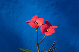 位圖 植物攝影 寫實(shí)花卉 花朵 蘭花 免費(fèi)素材