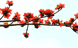 位圖 寫(xiě)實(shí)花卉 植物 花朵 梅花 免費(fèi)素材
