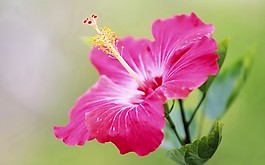 位圖 寫實(shí)花卉 植物 花朵 野花 免費(fèi)素材