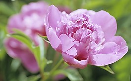 位圖 寫實(shí)花卉 植物 花朵 野花 免費(fèi)素材