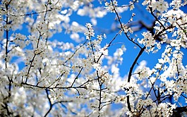 位圖 寫實(shí)花卉 植物 花朵 小桃花 免費(fèi)素材