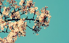 位圖 寫實(shí)花卉 植物 花朵 小桃花 免費(fèi)素材