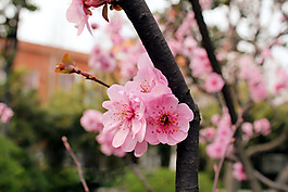 位圖 寫(xiě)實(shí)花卉 植物 花朵 櫻花 免費(fèi)素材