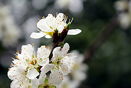 位圖 寫實花卉 植物 花朵 小桃花 免費素材