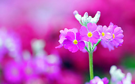 位圖 寫實花卉 植物 花朵 野花 免費素材