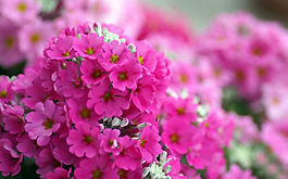 位圖 寫實花卉 植物 花朵 野花 免費素材