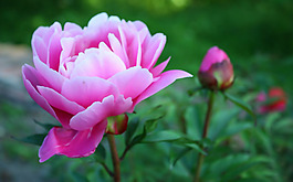 位圖 寫(xiě)實(shí)花卉 植物 花朵 牡丹 免費(fèi)素材