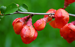 位圖 寫實(shí)花卉 植物 花朵 野花 免費(fèi)素材