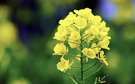 位圖 寫(xiě)實(shí)花卉 植物 花朵 野花 免費(fèi)素材