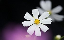 位圖 寫(xiě)實(shí)花卉 植物 花朵 菊花 免費(fèi)素材