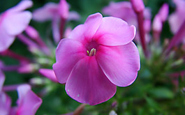 位圖 寫(xiě)實(shí)花卉 植物 花朵 野花 免費(fèi)素材
